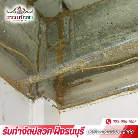 บริษัทกำจัดปลวก ฝั่งธนบุรี - ธรรมบัวชา - กําจัดปลวกราคาถูก ฝั่งธนบุรี