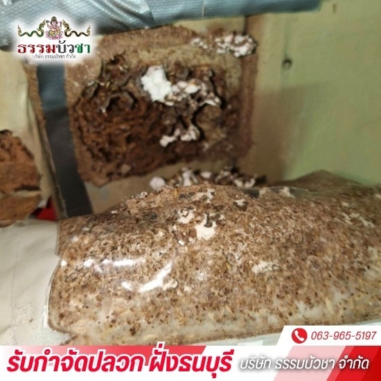 บริษัทกำจัดปลวก ฝั่งธนบุรี - ธรรมบัวชา - รับกำจัดปลวกเร่งด่วน ธนบุรี