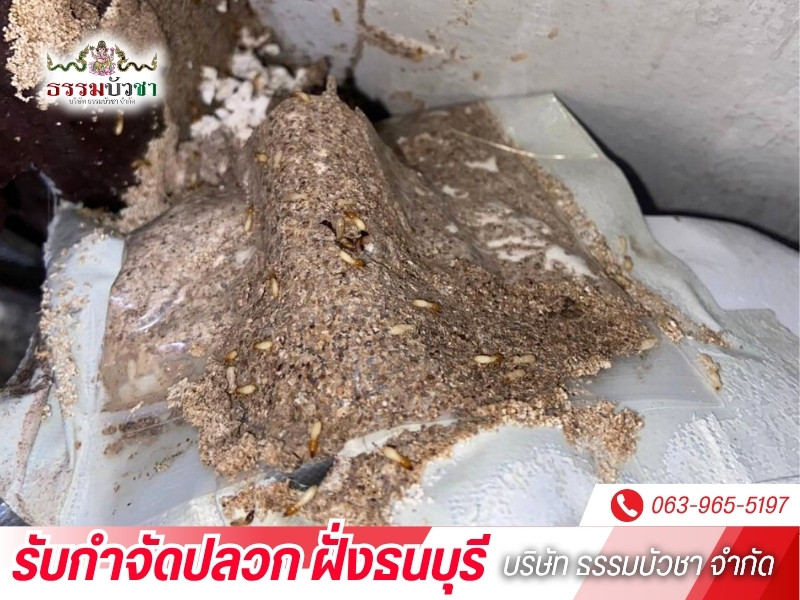 กำจัดปลวก ใกล้ฉัน